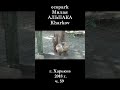 █ ЭкоПарк Харьков ч.59 / Милый АЛЬПАКА / 2018 г.  #shorts