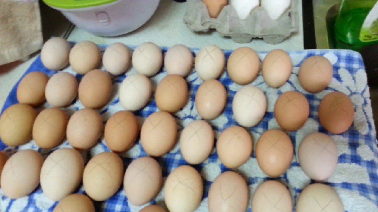 Купить инкубационные яйца пород кур. Яйцо Кучинской юбилейной. Кучинская Юбилейная порода инкубационное яйцо. Перепела из магазинных яиц. Цвет яйца у породы Кучинская.