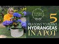 💙🪴💙 How & Why to plant HYDRANGEAS IN Pots! // Linda Vater