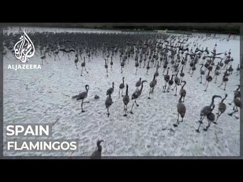 Al Jazeera English TV Commercial Spain's flamingos face climate change threat
