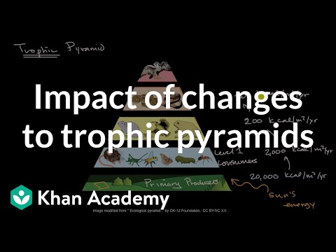 Videó: Mi a trófikus piramis a biológiában?