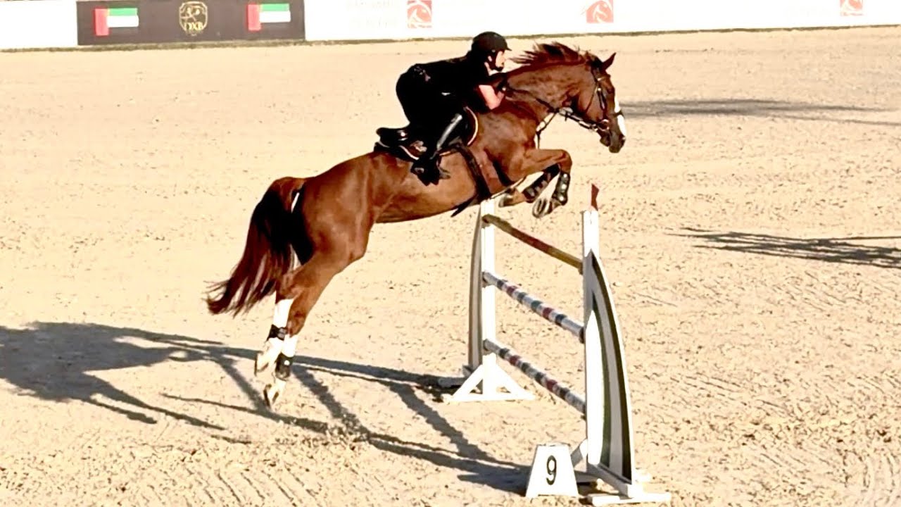 Diva DXB (Ogano Sitte × Calvaro Z) loving her training & bringing the fire!!🔥 🕊️💎🪽