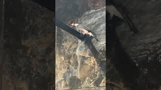 Java Sparrow enjoying a shower #nature #animals #birds #finch #relaxing #bird