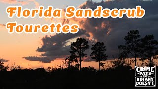 Florida Sandscrub Tourettes