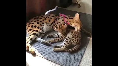Watch the video about Serval and Savannah kittens for sale