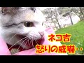 ドラ吉にスリスリした野良猫にネコ吉怒りの威嚇! Neko-Cat getting mad at a stray cat trying to get closer to Dora-kichi!
