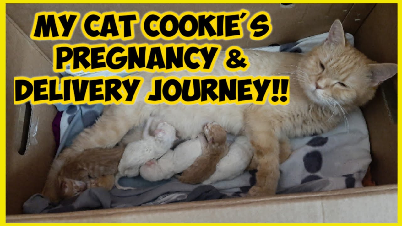 CAT GIVING BIRTH TO 5 KITTENS CAT PREGNANCY & CAT DELIVERY HOW TO