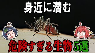 身近に潜む危険すぎる生物５選！【陸編】