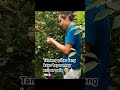 Apple picking with sniper sa Hungary 😅😁🤙🏻🇵🇭🇭🇺 #pinoyofw #ofw #viral #ofw #hungary #shortvideos