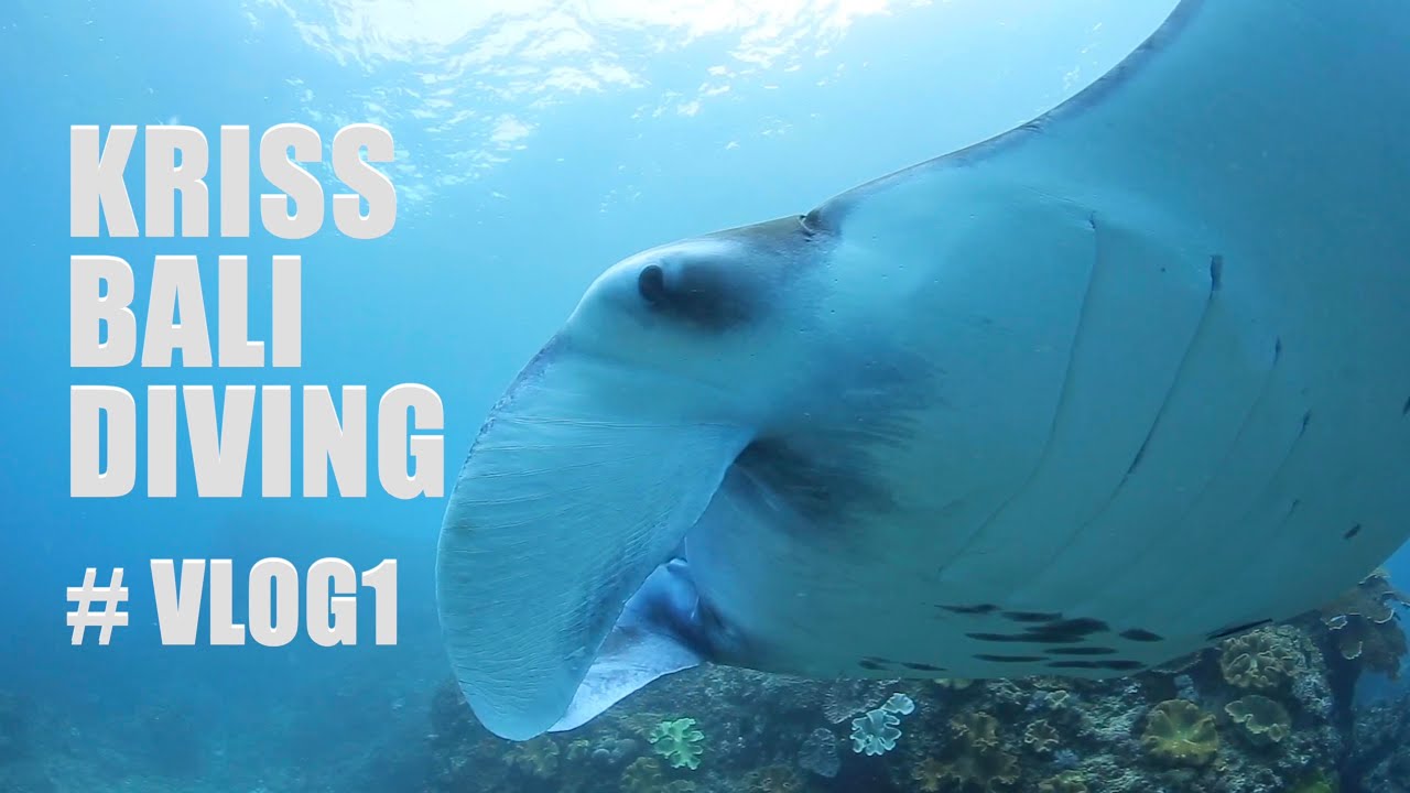 SCUBA DIVING IN BALI |Dive Trip to Manta Point at Nusa Penida Island.