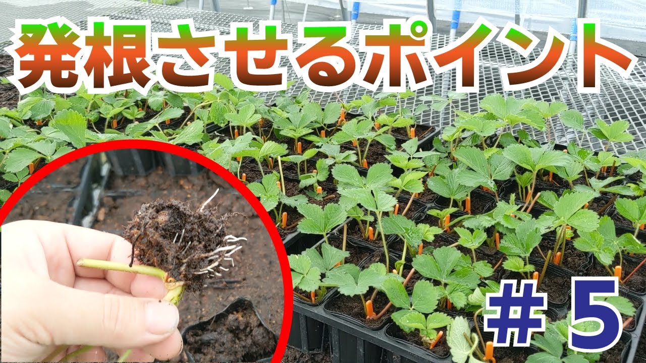 いちご 育苗】 ＃5 挿し苗作業その2 発根させるポイント - YouTube