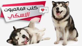 كلب الملميوت الاسكي أشهر كلاب القطب الشمالي | Alaskan Malamute