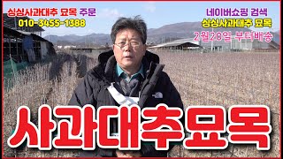 싱싱사과대추묘목 알찬들애, 사과대추 재배교육, 싱싱사과대추 재배교육 2월5일