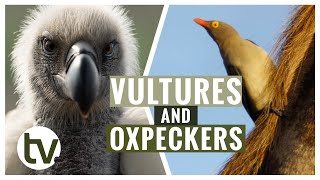 From Re-introducing the Red-Billed Oxpecker...and now the Cape Vulture by Shamwari TV 1,920 views 6 months ago 8 minutes, 59 seconds