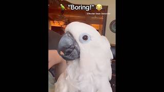 Are they actually communicating with you? Polite Parrot Vocabulary!#funny #parrot #birds #foryou