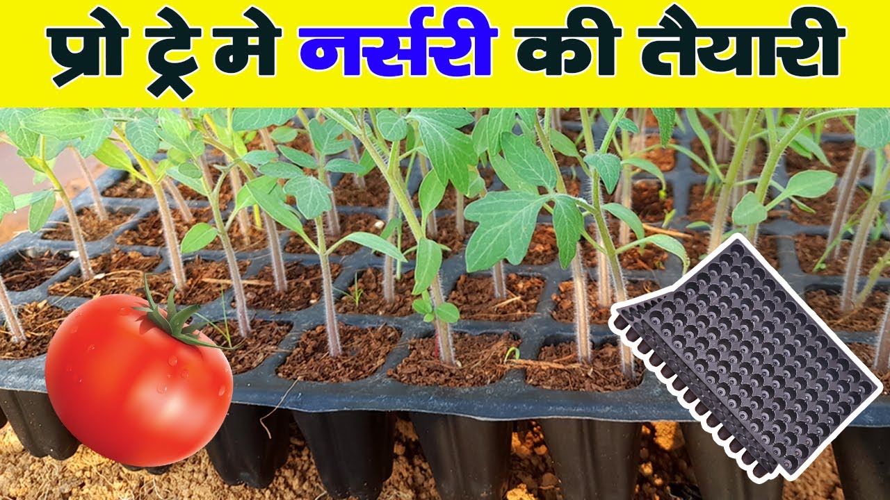 ट्रे मे टमाटर की नर्सरी | Tomato Nursury in Pro Tray | टमाटर की नर्सरी कैसे करे | #foodfarming