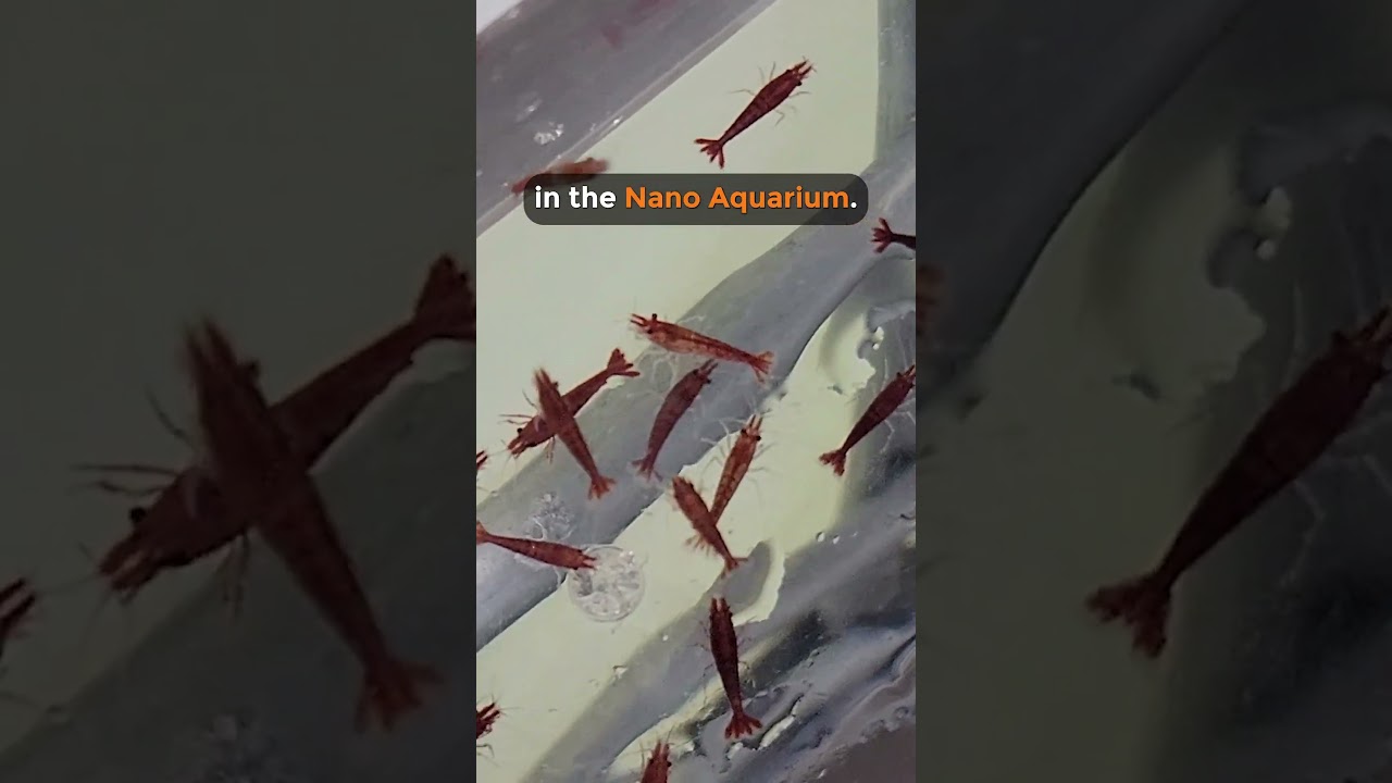 Why Are Cherry Shrimp So Popular? 