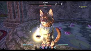 The Elder Scrolls Online Cats Everywhere Alfiq