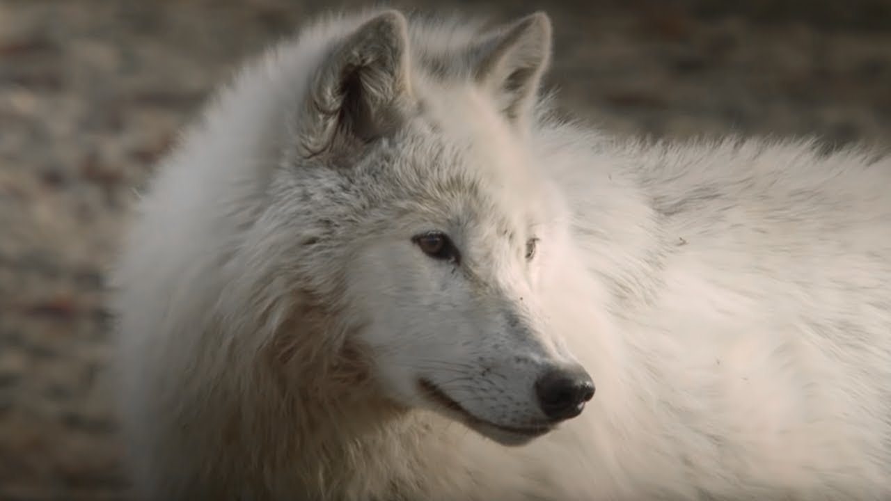 ⁣Wolves get Up Close to Cameraman| Snow Wolf Family and Me | BBC Earth