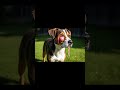 Domestic dog Vs  millipede  #shorts #ai #shortfeed #yotybefeed #viral #millipede #Domestic dog