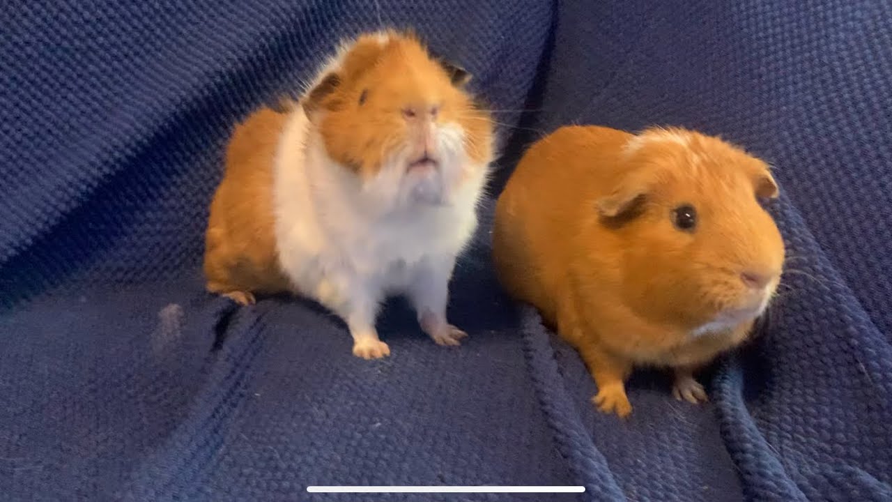 Piggy personalities