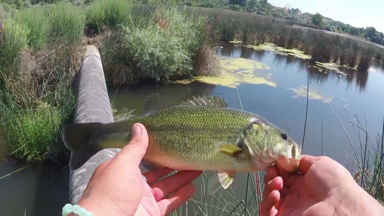 Fishing for Big Bass in southern Idaho #bassfishing #idahofishing #fishing
