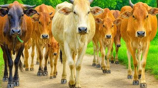 Ratusan sapi lembu jinak berlarian turun dari bukit dengan langkah sigap, berkumpul menuju kandang