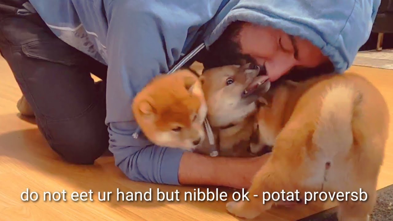 Potats get their paybacc