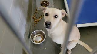 acs A662327