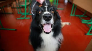 Therapy Dogs Are Helping Children In Ukraine