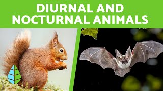 Diurnal and Nocturnal Animals for Children  +15 Examples