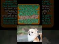 WHY Your Puppy Suddenly FEARS Random Objects #dogpsychology #puppy