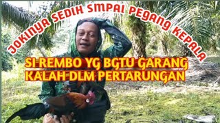 gak nyangka si REMBO yg bgtu garang kalah lg dlm pertarungan, dihajar hbs sm ori