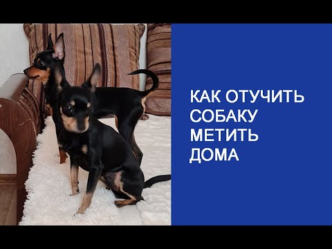 Как отучить собаку метить дома. #Shorts