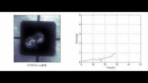 Microsensors Weigh in on Cell Mass