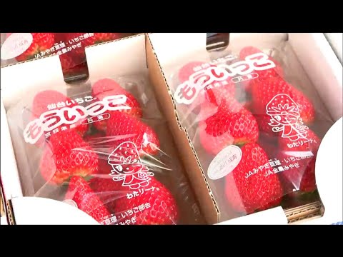 「皆さんにあげるの」特産イチゴの販売会　「やまもと夢いちごの郷」６周年を記念して感謝祭　宮城・山元町