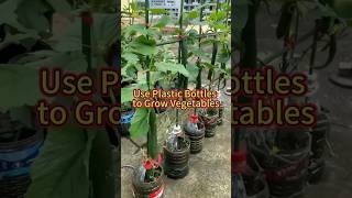 DIY Bottle Planter 🌱 #BottleGardening #DIYPlanter #RecyclingIdeas#Gardening #EcoFriendly #MiniGarden