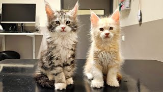 Kittens Get Vaccinated - First Time at the Vet!