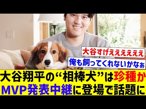 【マジでかわいいなぁ】大谷翔平の“相棒犬”は珍種か、MVP発表中継に登場で話題に 【なんJ反応】【プロ野球反応集】【2chスレ】【5chスレ】