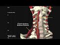 Muscles of the Anterior Neck | Deep and Intermediate Layers