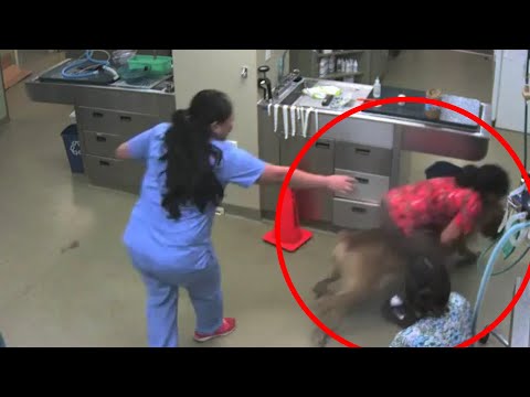 Dog Escapes the Vet | Takes Vet For A Ride