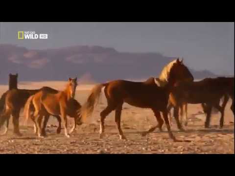 Дикие животные Жеребцы пустыни Намиб Африка Документальный фильм Nat Geo WILD