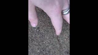 Predatory Flatworm