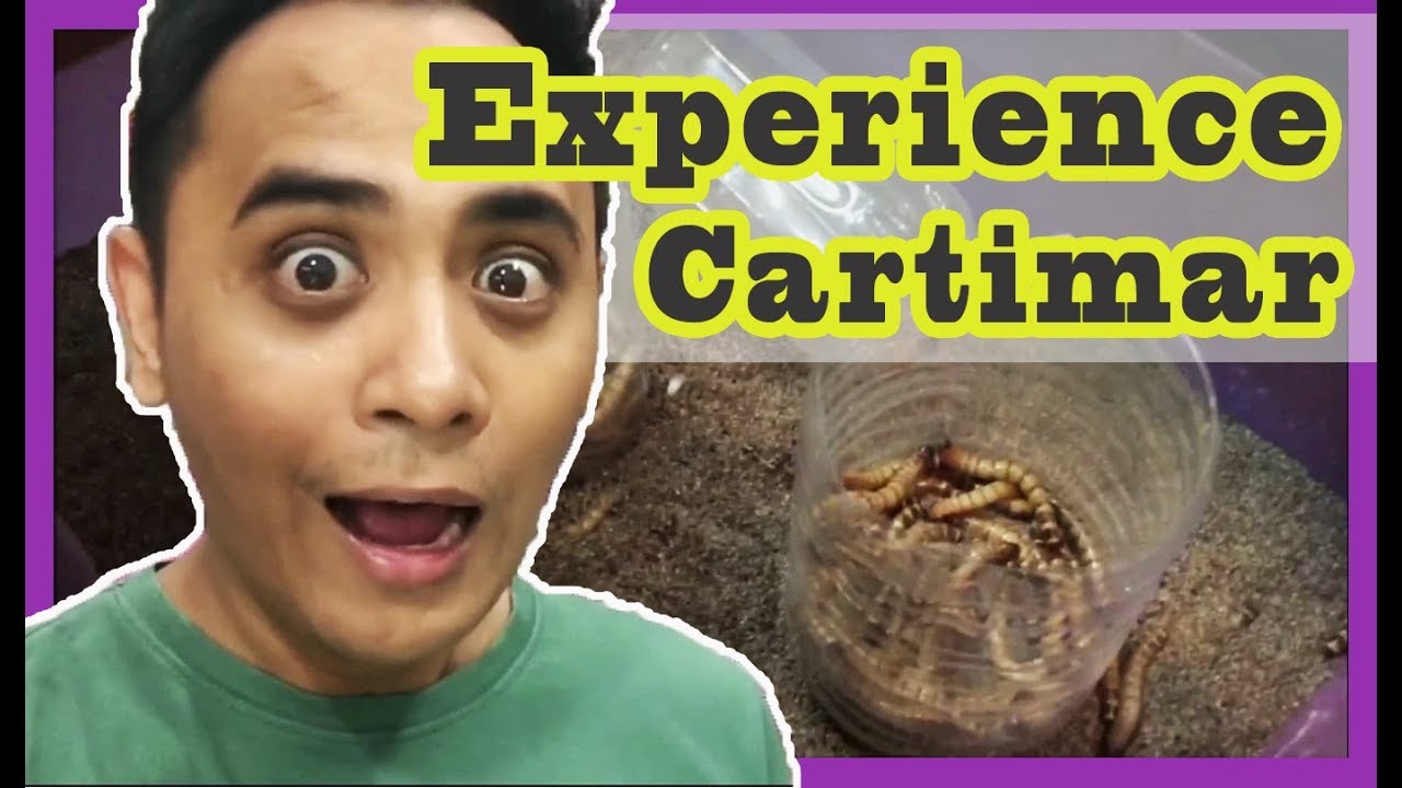 vlog-8-cartimar-pet-shop-experience-youtube