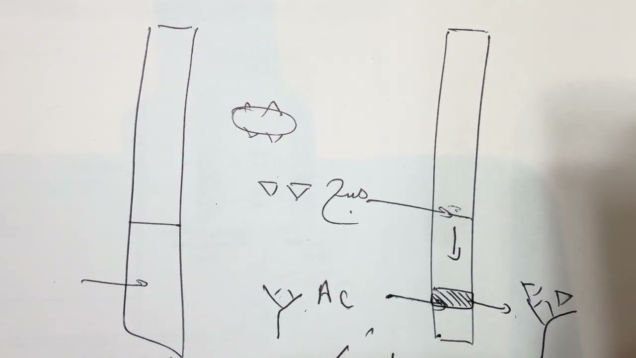 تمرين مناعة تاثير المضاد الحيوي الإصابة بالبكتيريا والفيروس