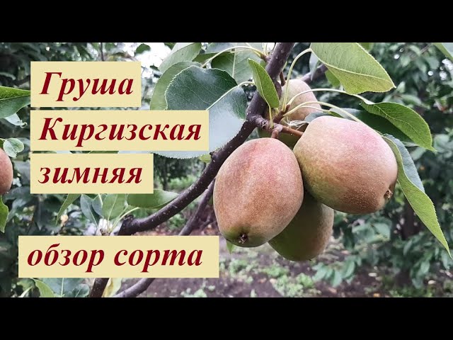 Груша киргизская зимняя описание отзывы. Груша Киргизская зимняя. Сорт груши Киргизская зимняя. Сорт груша киргизка. Сорт груши Киргизская.