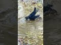 Bird Takes a Bath… And Goes Crazy! 😂💦