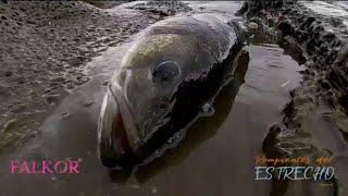 Pesca Spinning Costa. Emboscada en la galería. 💣📽️🐟