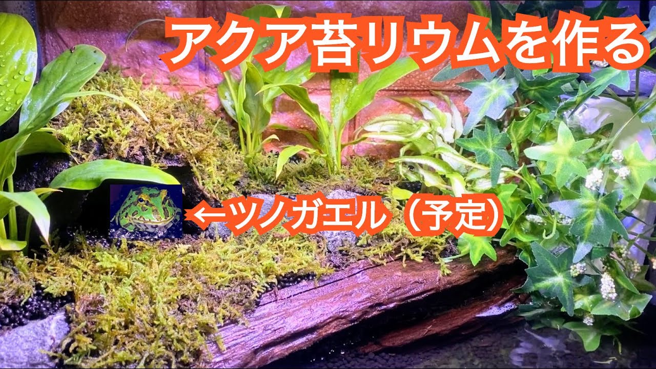 アクアテラリウム 苔リウム 30×30×40cm maxresdefault.jpg