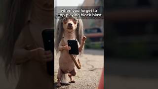 Baxter in the Apocalypse! 😳 #blockblast #funnydogs #viralshorts #foryoupage